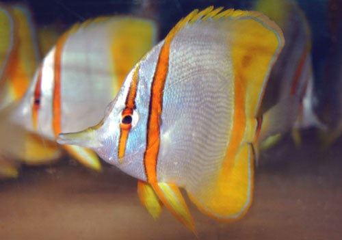 Butterfly: Marginalis; Aus.