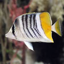 Butterfly: Mertensii; Aus.