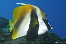 Butterfly: Monoceros Heniochus; Fiji