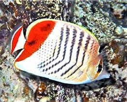 Butterfly: Pearlscale; Red Sea