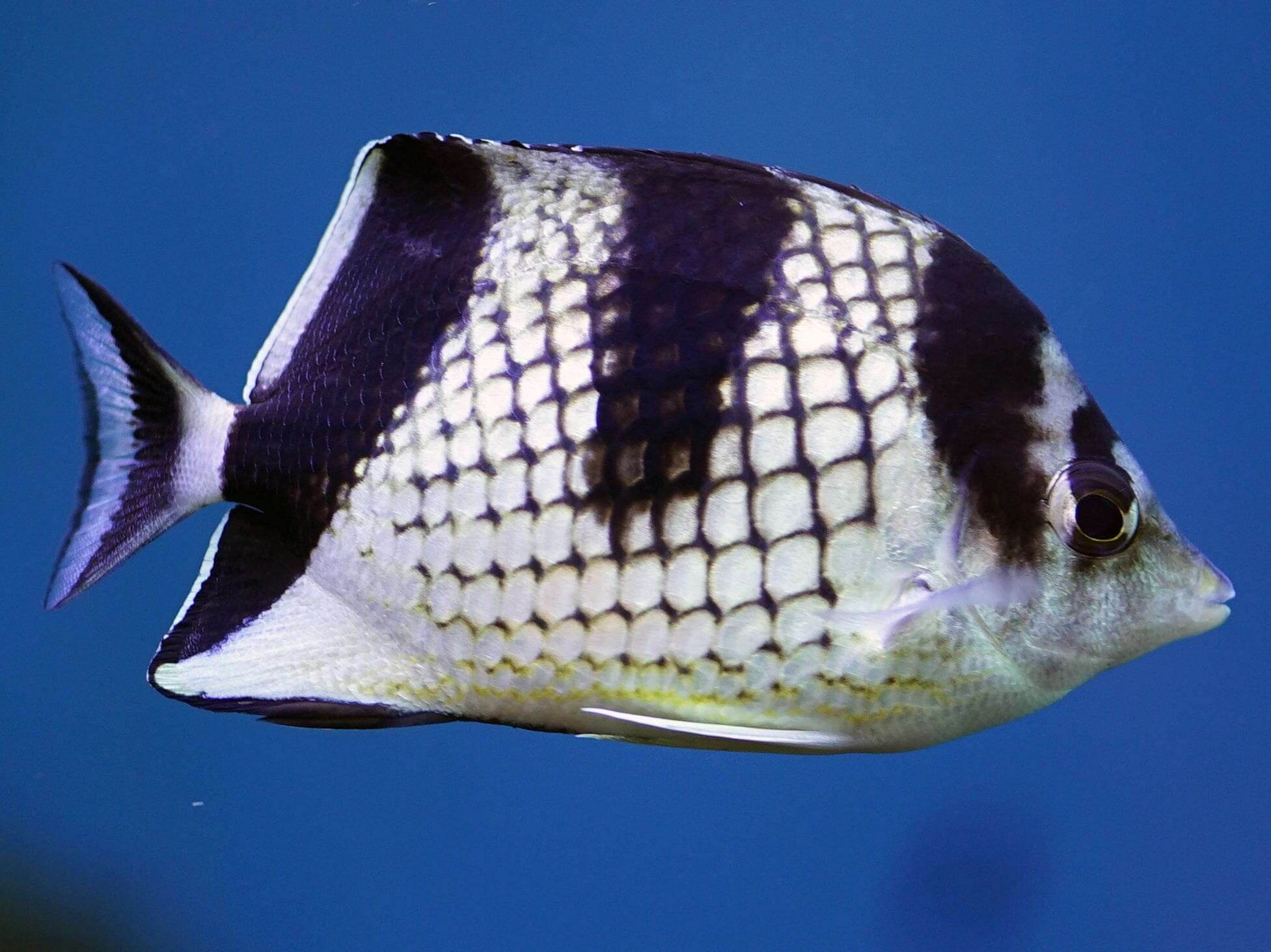 Butterfly: Pearlscale; Black