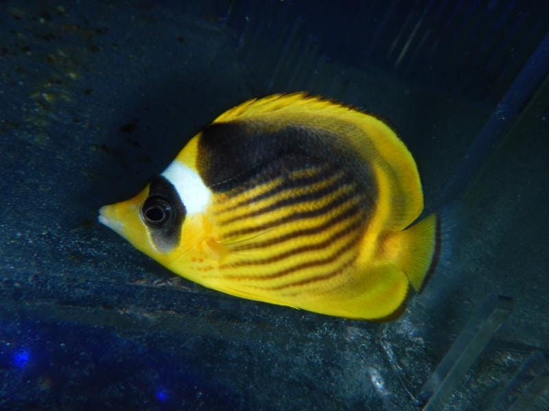 Butterfly: Raccoon; Africa