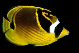 Butterfly: Raccoon; R. Sea