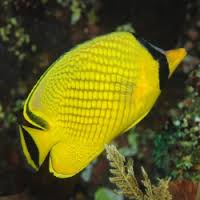 Butterfly: Rafflesi; Fiji