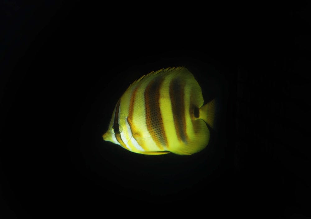 Butterfly: Rainfordi; Aus.