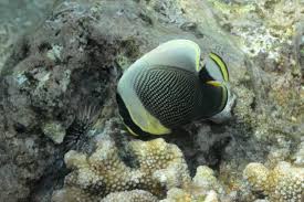 Butterfly: Reticulated; Fiji