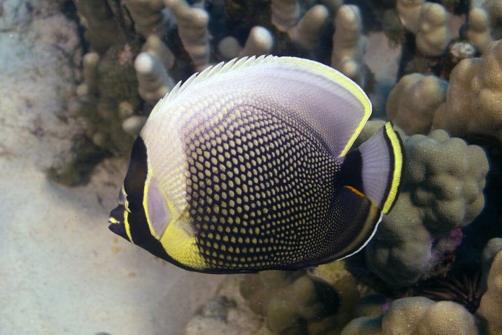 Butterfly: Reticulated