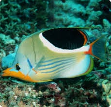 Butterfly: Saddleback; Fiji