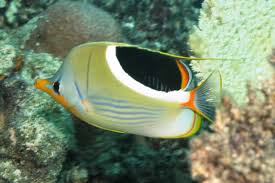 Butterfly: Saddleback; Hawaii