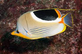 Butterfly: Saddleback; Mar.