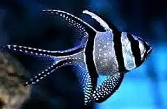 Cardinal: Banner (Banggai) C.B.