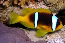 Clown: Bicinctus; Red Sea