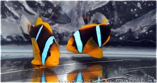 Clown: Bluestripe; Pair; Fiji