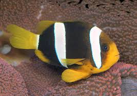 Clown: Clarkii
