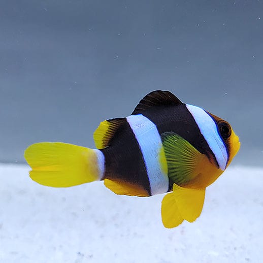 Clown: Clarkii; PNG
