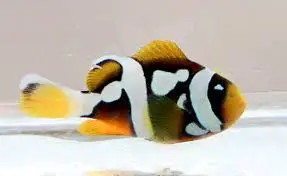 Clown: Clarks; Picasso A Grade C.B.