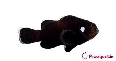 Clown: Domino Ocellaris; C.B.