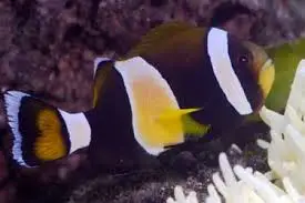 Clown: Latezonatus; Pair; Aus.