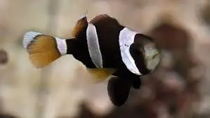 Clown: Latezonatus;miss-bar;CB