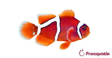 Clown: Maroon; Goldflake; C.B.