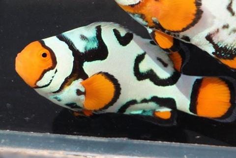 Clown: Nebula; C.B..