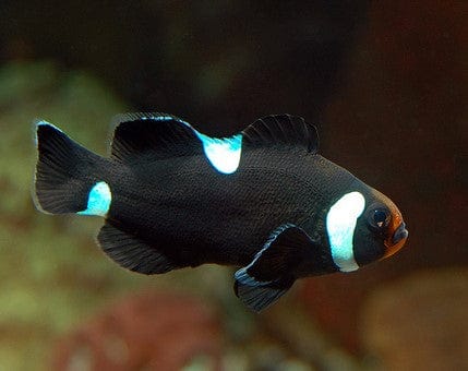 Clown: Ocellaris; B&W Extr Misbar; CB