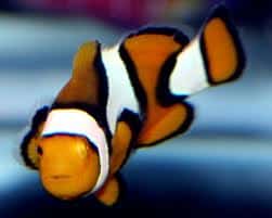 Clown: Percula; True; Sol.