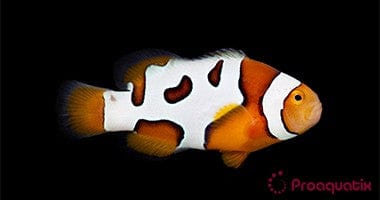 Clown: Picasso; B Grade; C.B.