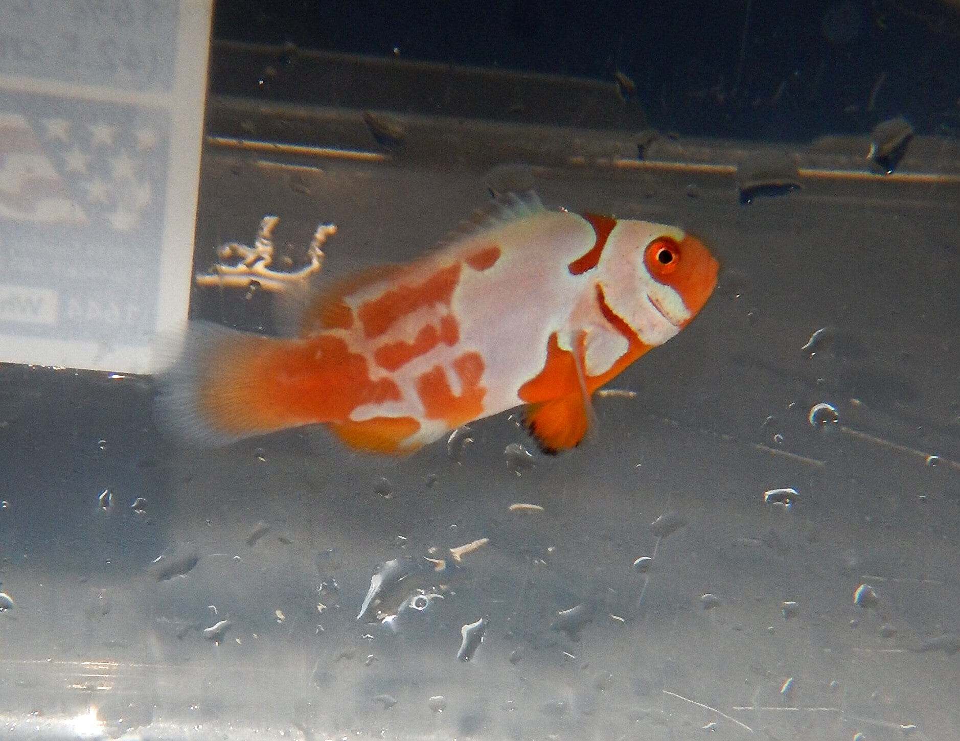 Clown: Picasso; Helmet; Captive