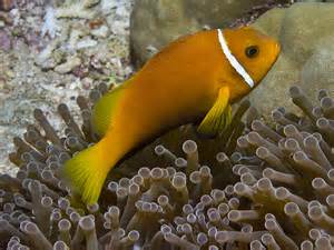 Clown: Rose Skunk (Nigripes)