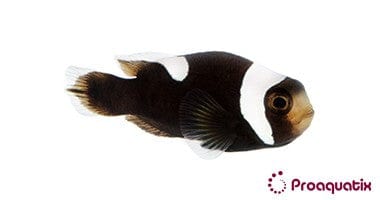 Clown: Saddle; Brown; C.B.