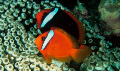 Clown: Tomato; Pair; Fiji