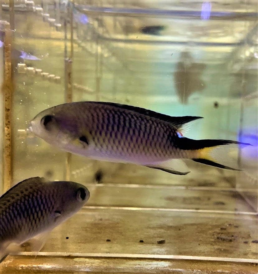 Damsel: Assorted Fancy - Tonga