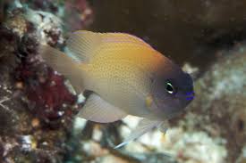 Damsel: Blue Head Pink