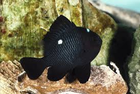 Damsel: Domino; H.C; Fiji