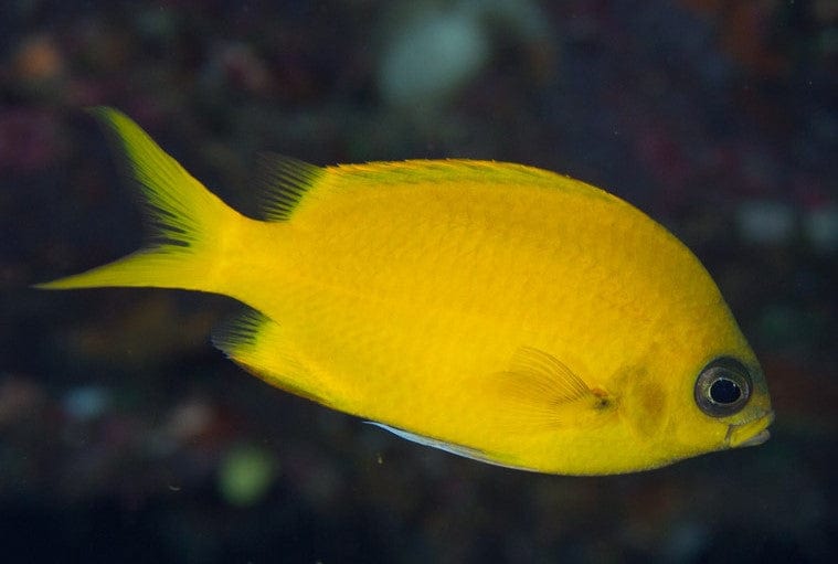 Damsel: Gold Chromis; Juv