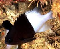 Damsel: Half & Half Chromis