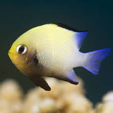 Damsel: Halfmoon; R. Sea