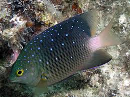 Damsel: Jewel; Pacific