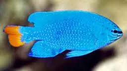 Damsel: Orange Tail; Sol.