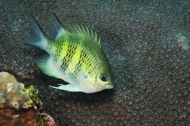 Damsel: Staghorn; Fiji