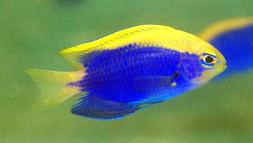 Damsel: Starcki; Aus.