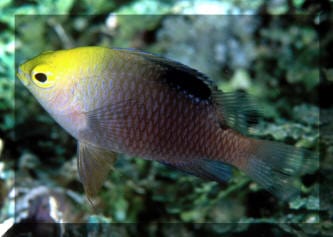 Damsel: Talbot; H.C; Fiji