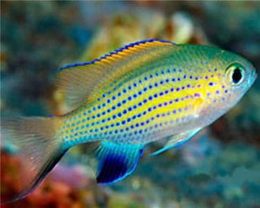 Damsel: Vanderbilt Chromis; Fij