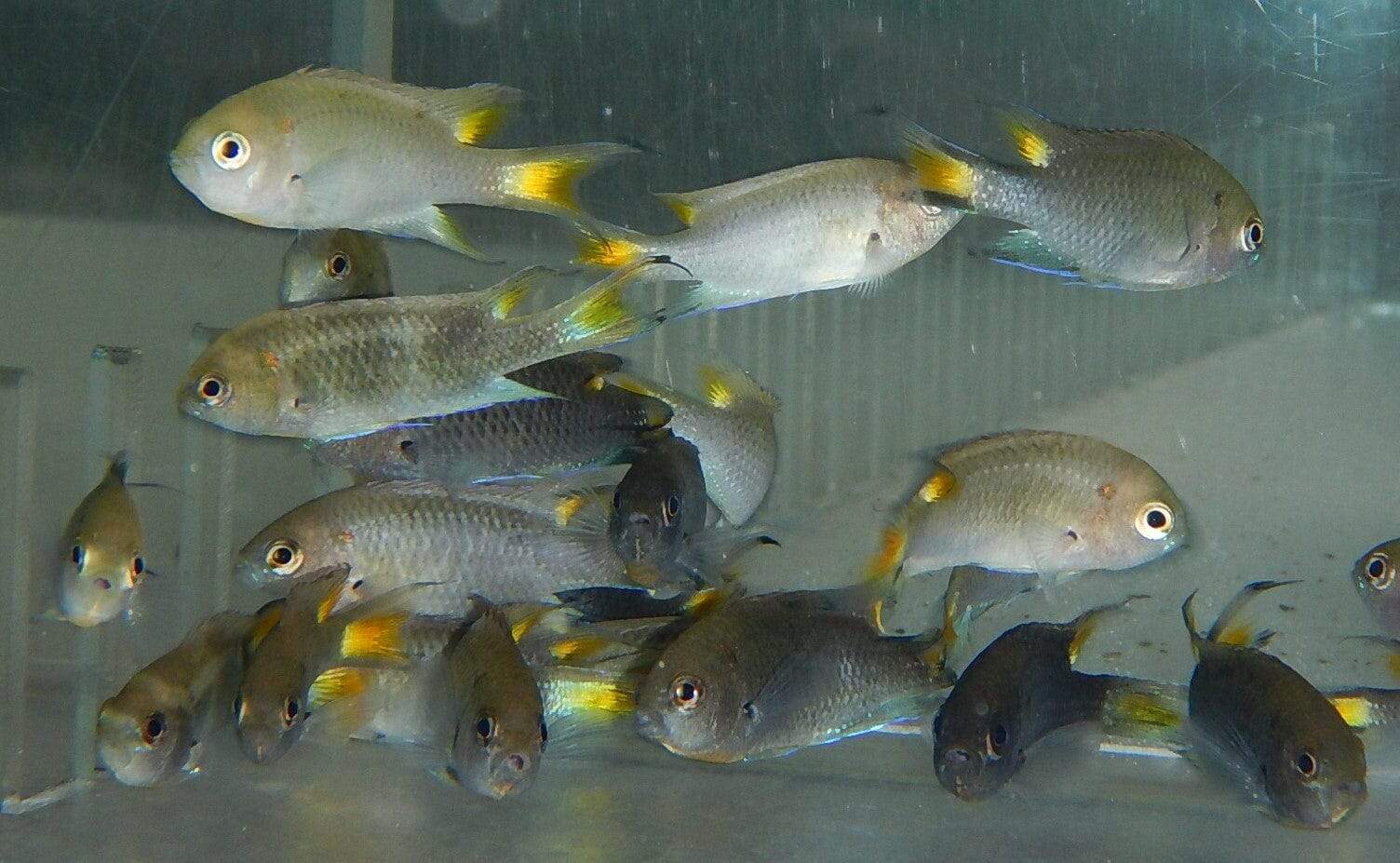 Damsel: Yellowtail Black