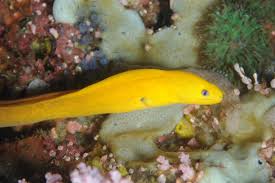 Eel: Dwarf Yellow; Haw.