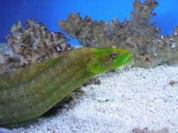 Eel: Green Wolf