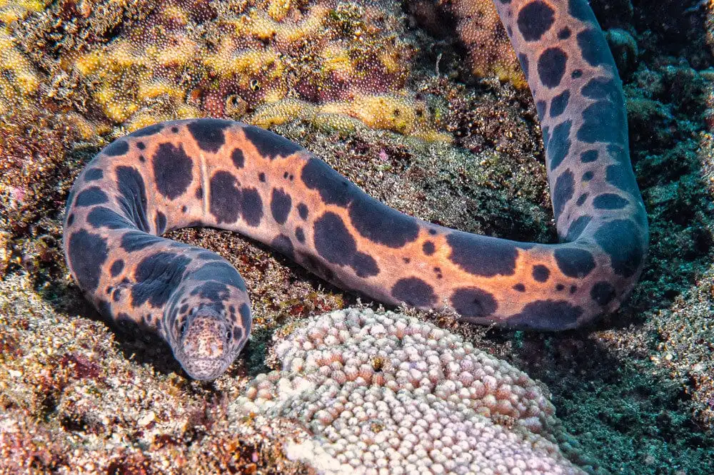 Eel: Leopard Moray