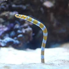 Eel: Orange Banded Garden
