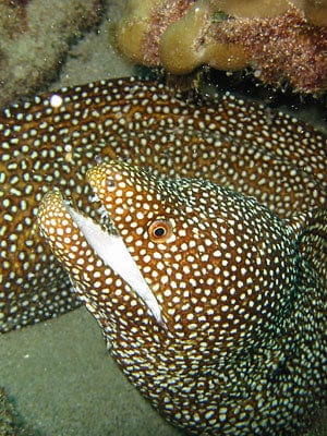 Eel: Whitemouth; Hawaii